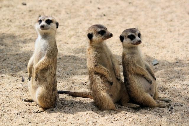 trois surikats au bioparc de valencia