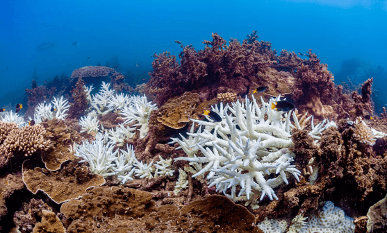 blanchiment du corail en australie