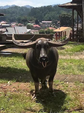 Toraja Sulawesi voyage indonésie