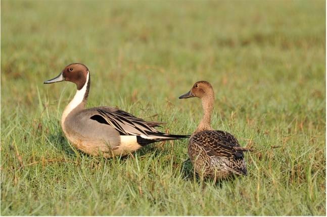 Canard pilet du lac Chilika en Inde