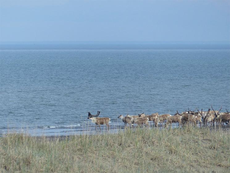 Passage d’un troupeau de caribous en bordure de campement, au Cap Espenberg en eté 2016 (Marine Vanlandeghem-Gillespie)