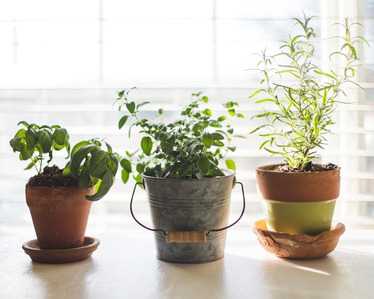 Jardin intérieur plantes aromatiques