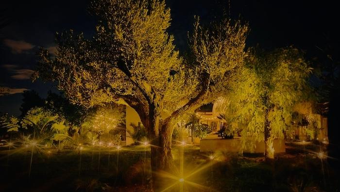 arbres de nuit autour de la casa figuier