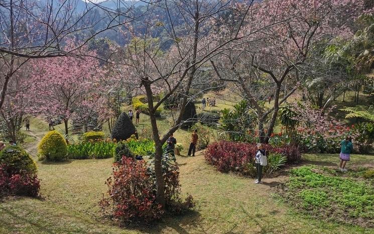 cerisiers en fleurs à chiang mai