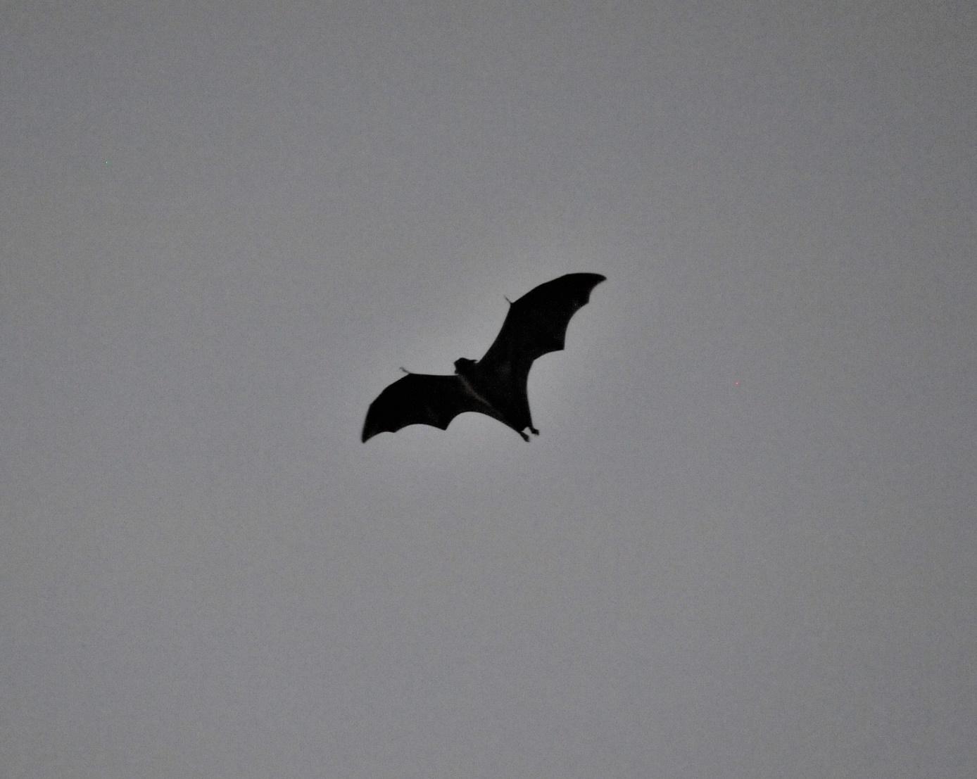 chauve souris chennai india 