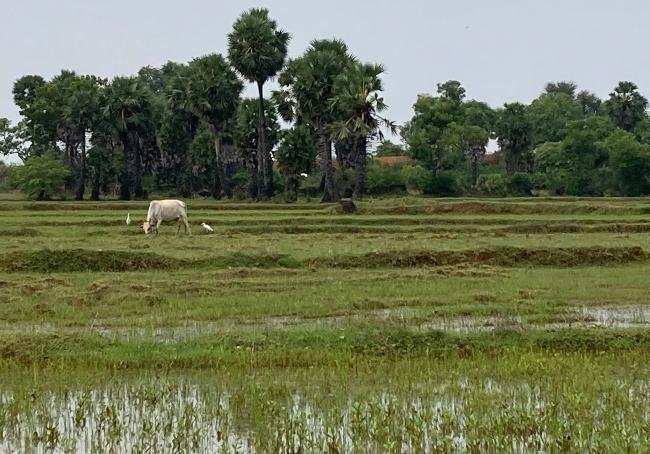 Paysage du Chettinad