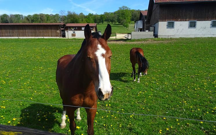 des chevaux dans un pré