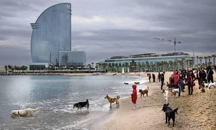 Des chiens se baignent en mer