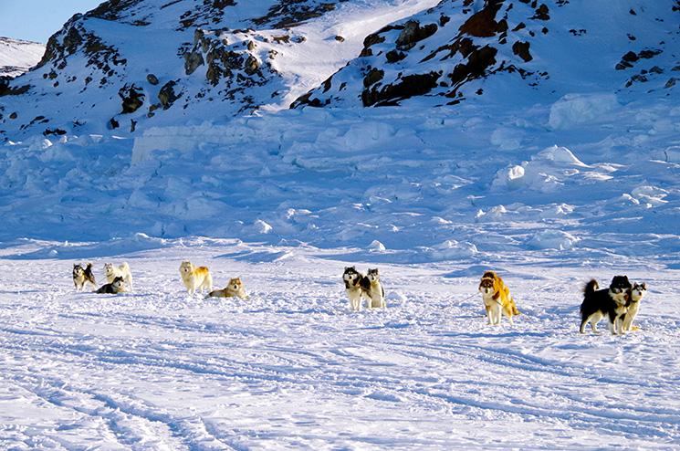 Photo de chiens de traineau