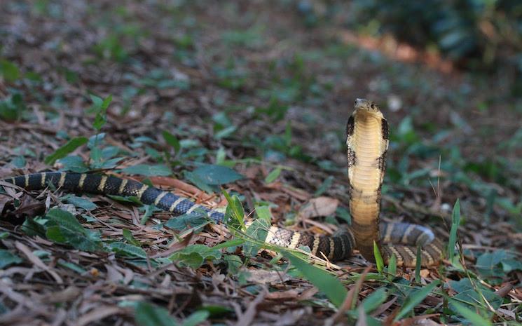 william sargent serpents Hong Kong