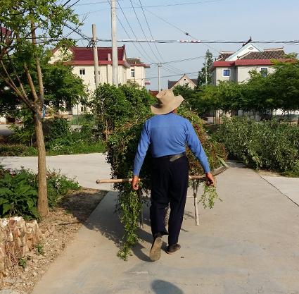 ferme chongming shanghai