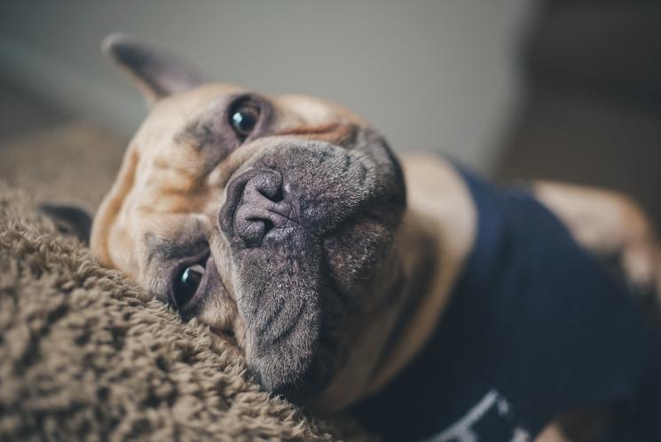 Un bouledogue français allongé 