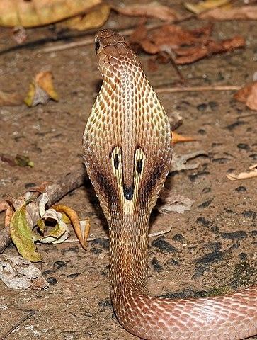 Un cobra à lunettes