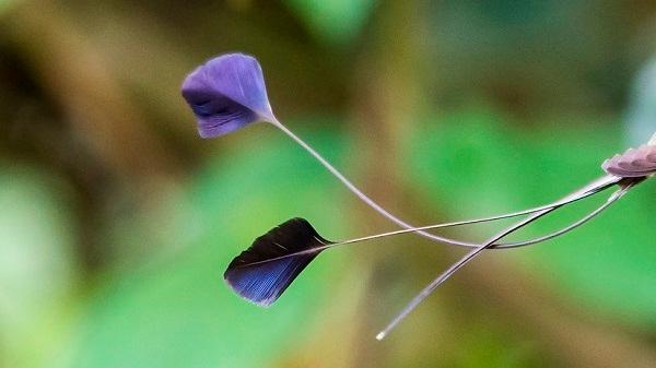 Le colibri à queue de spatule, un oiseau endémique du Pérou