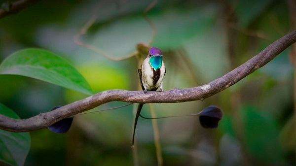 Le colibri à queue de spatule, un oiseau endémique du Pérou