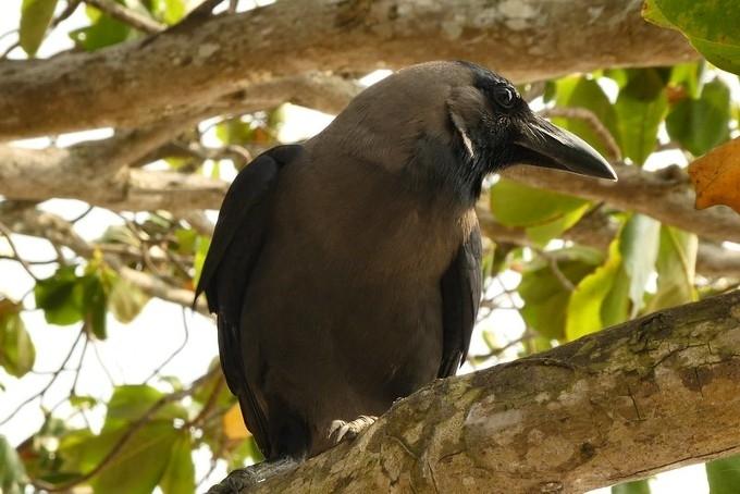 Un corbeau indien sur une branche