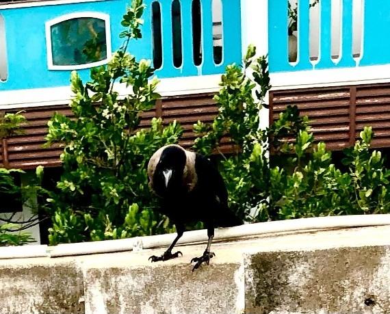 un corbeau sur un mur à Pondichéry