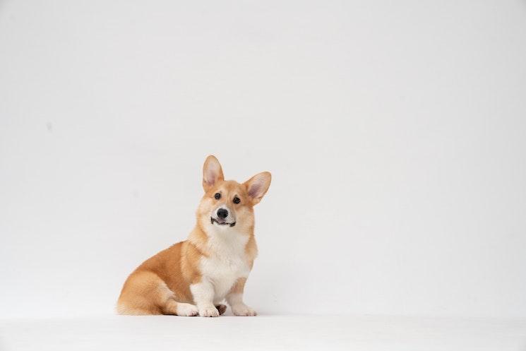 Un corgi