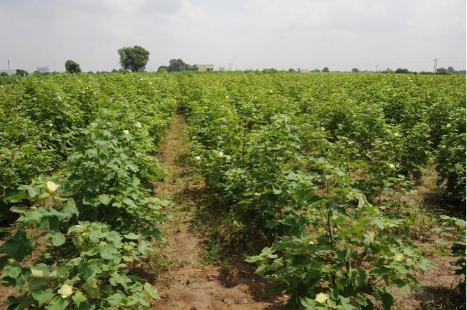 Un champ de coton dans le Gujarat