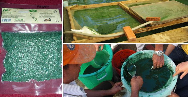 Procédés de culture et récolte de la spiruline