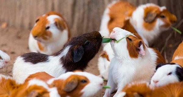 Le Cuy, un adorable petit rongeur au cœur de la culture péruvienne