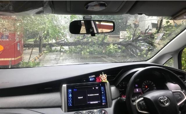 un arbre abattu par le cyclone Tautkea à Mumbai