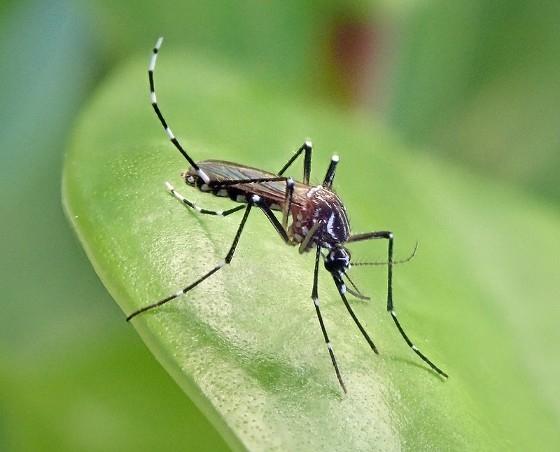 Un moustique aedes transmetteur de la dengue