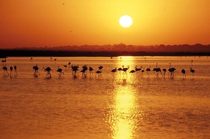 des flamands roses sur fond de coucher de soleil