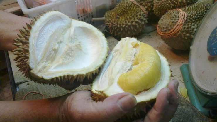 durian kl_durion_