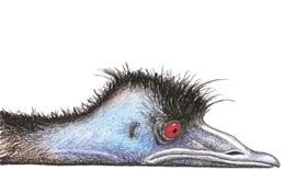 edward the emu livres enfants australie