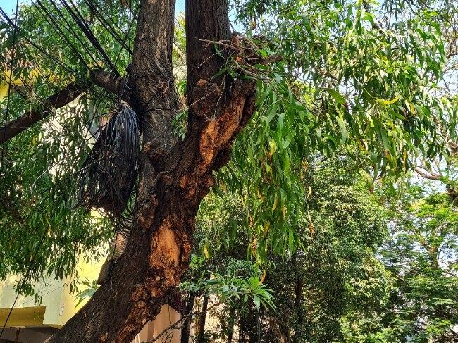 Une installation électrique précaire accrochée à un arbre. Photo : RM