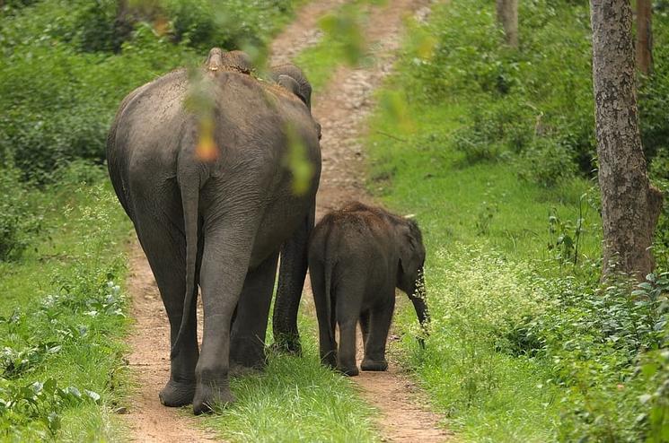 Famille éléphants. Licence CC