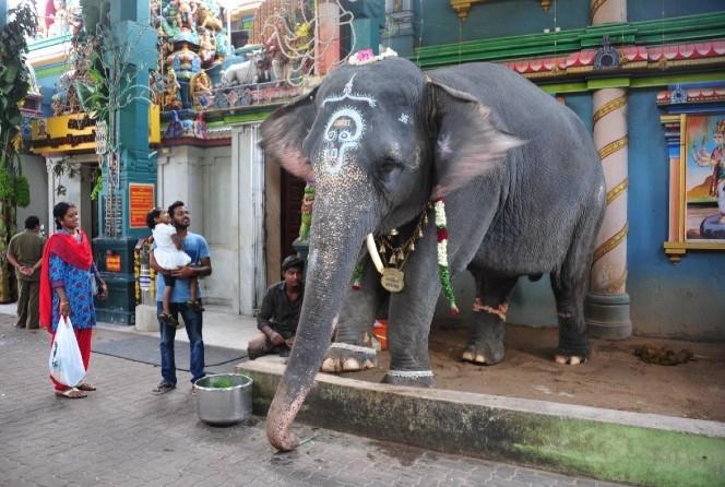 un éléphant devant un temple à Pondichery