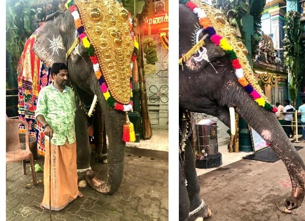 Elephante du temple Manukala Vinayagar à Pondichéry