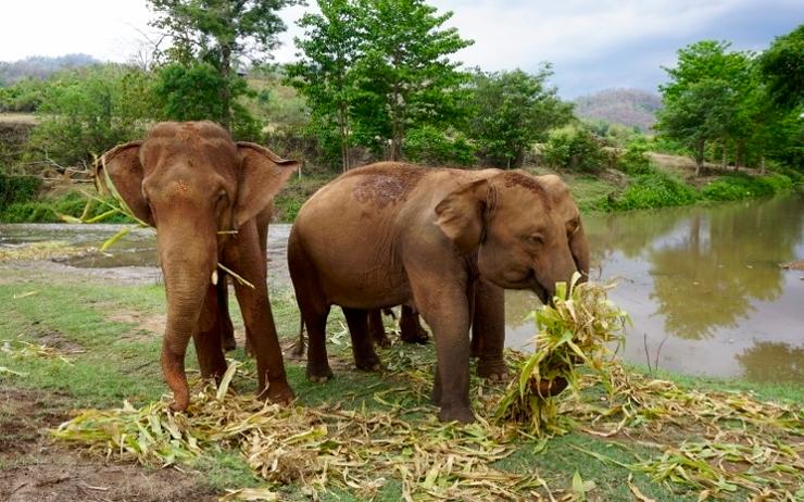 un groupe d'elephants à chiang mai