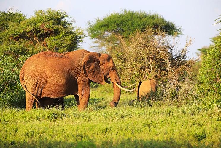 Deux éléphants dans la savane africaine