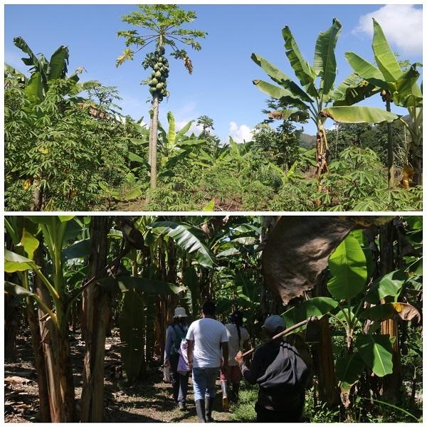 Envol Vert à Tingo María : sensibiliser pour mieux planter