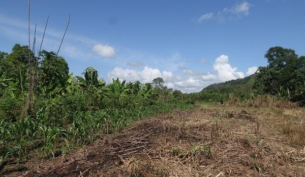 Envol Vert à Tingo María : sensibiliser pour mieux planter