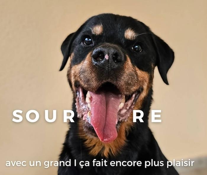 un rottweiler