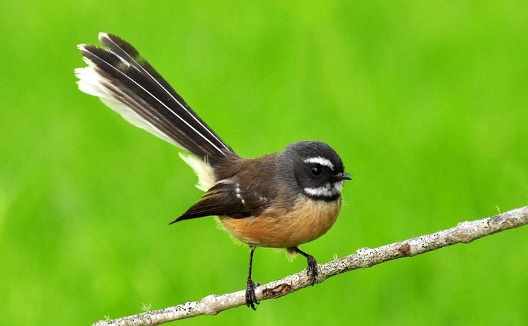 fantail oiseau nouvelle zelande