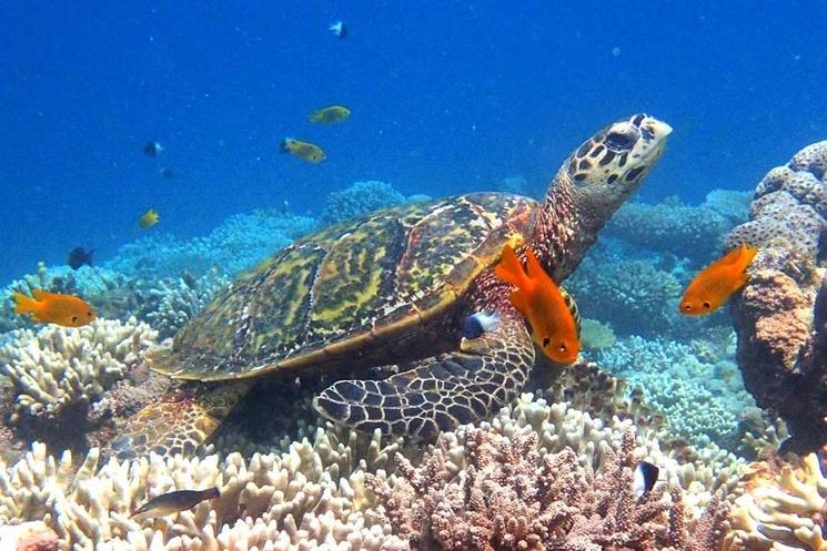 faune marine de Mayotte 