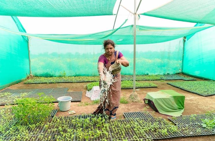 Femme indienne travaillant dans une serre.