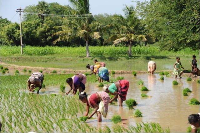 Des femmes travaillant dans les rizières en Inde du sud