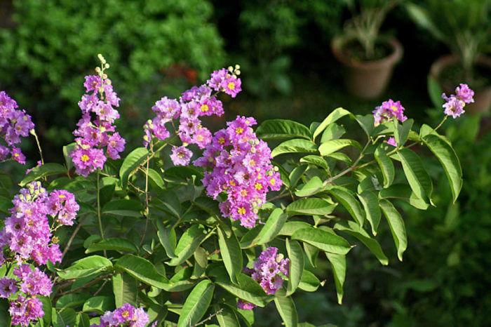 feuilles-et-fleurs- lilas des Indes