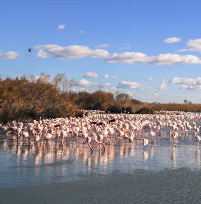 des flamands roses