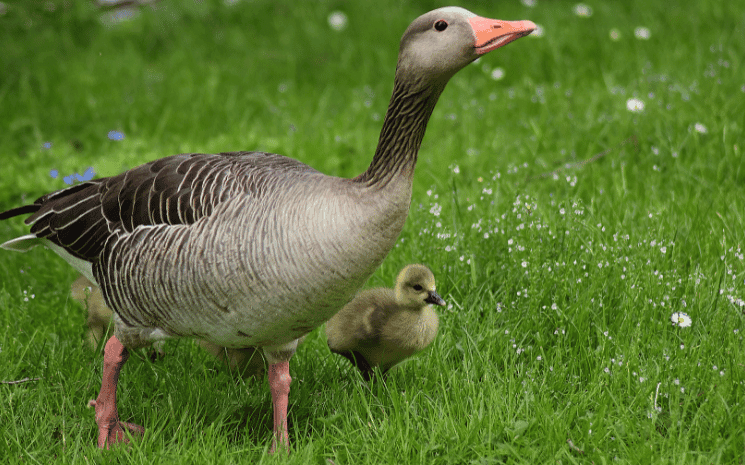 canard pour le foie gras