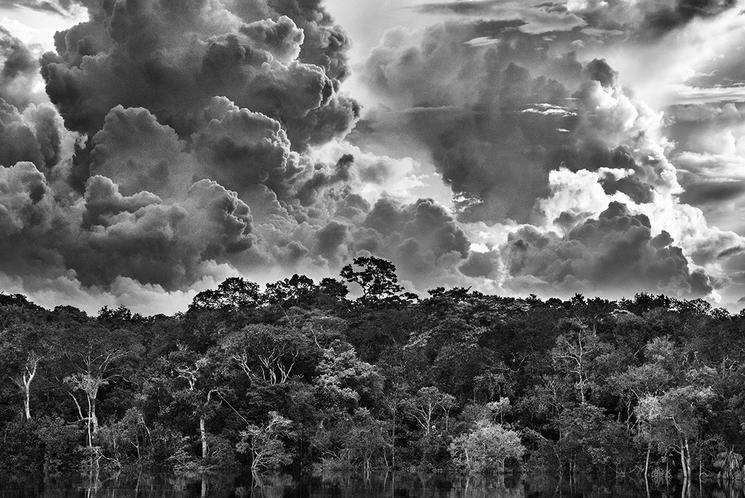 forêt amazonienne vue de haut