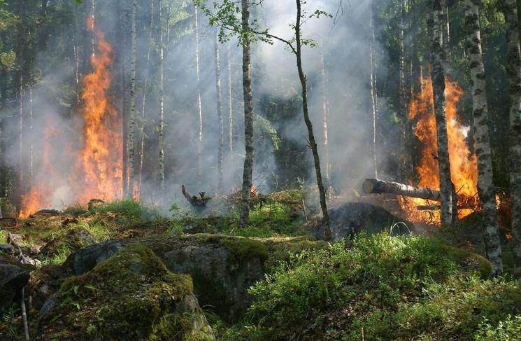 les incendies détruisent les forêts du monde