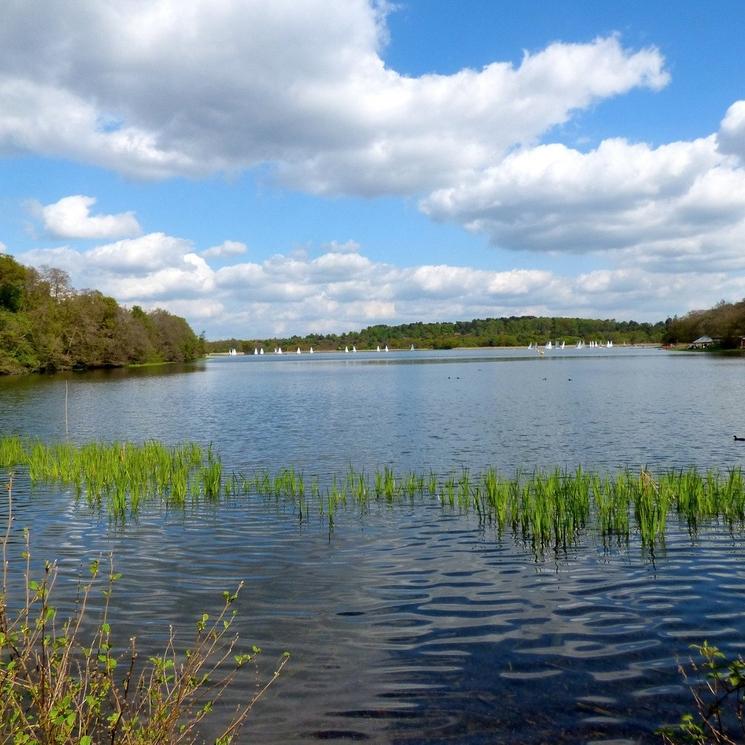 Frensham baignade pont 