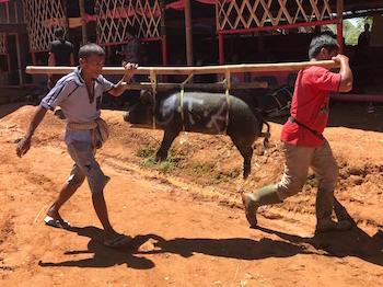 Toraja Sulawesi voyage indonésie